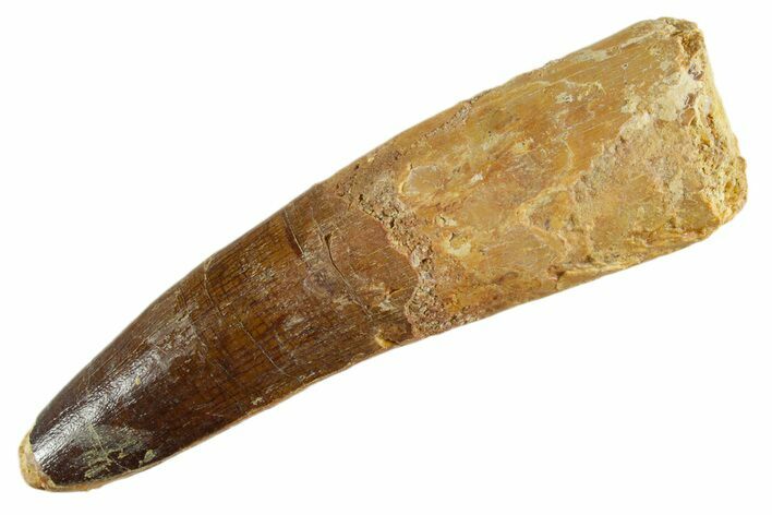 Fossil Spinosaurus Tooth - Feeding Worn Tip #347173